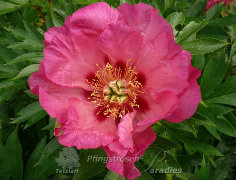 pfingstrose-paeonia-peony-Sonoma Rosy Future