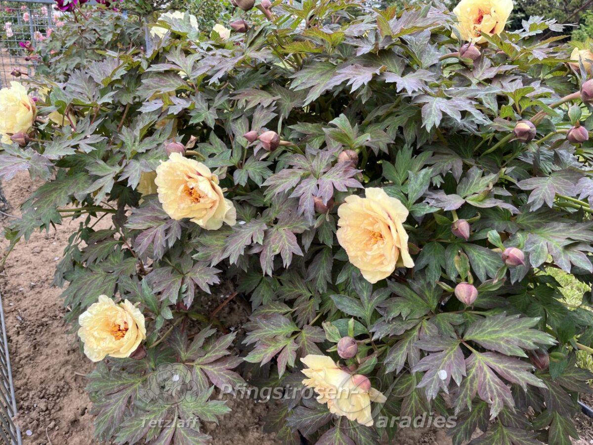 Peony Russian Prince Peony Russian Prince