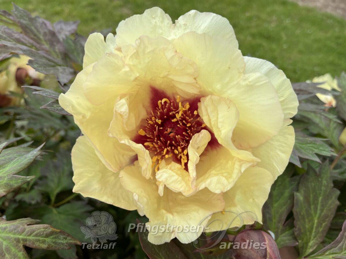 Peony Russian Prince Peony Russian Prince