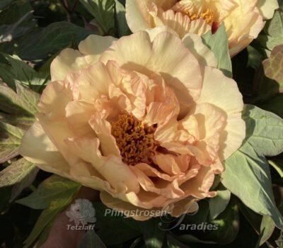 Peony Russian Prince