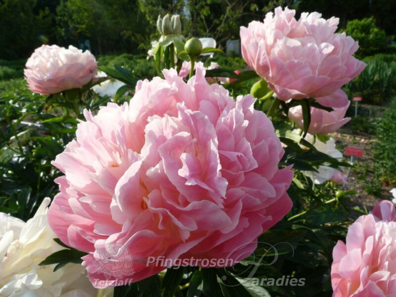 pfingstrose-paeonia-peony-Pink Hawaiian Coral