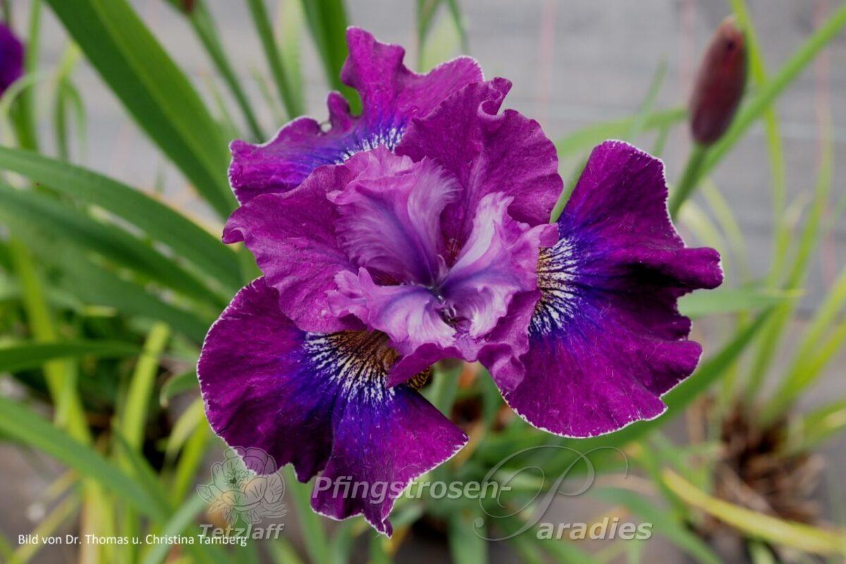 OLYMPUS DIGITAL CAMERA Irisd sibirica Saalewein