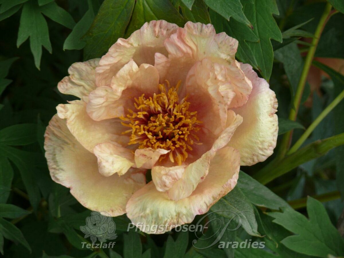 pfingstrose-paeonia-peony-abrina