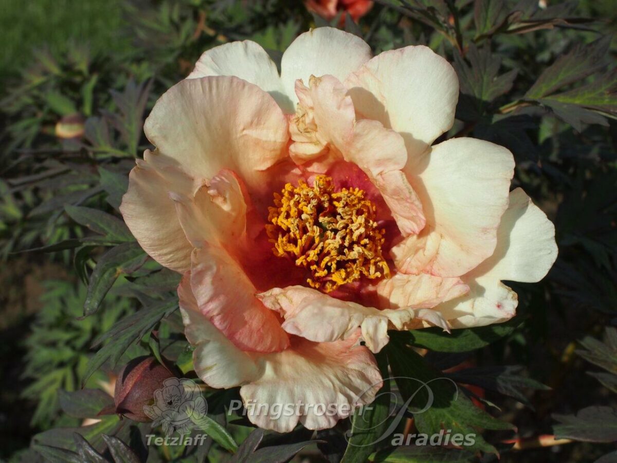 pfingstrose-paeonia-peony-Sabrina