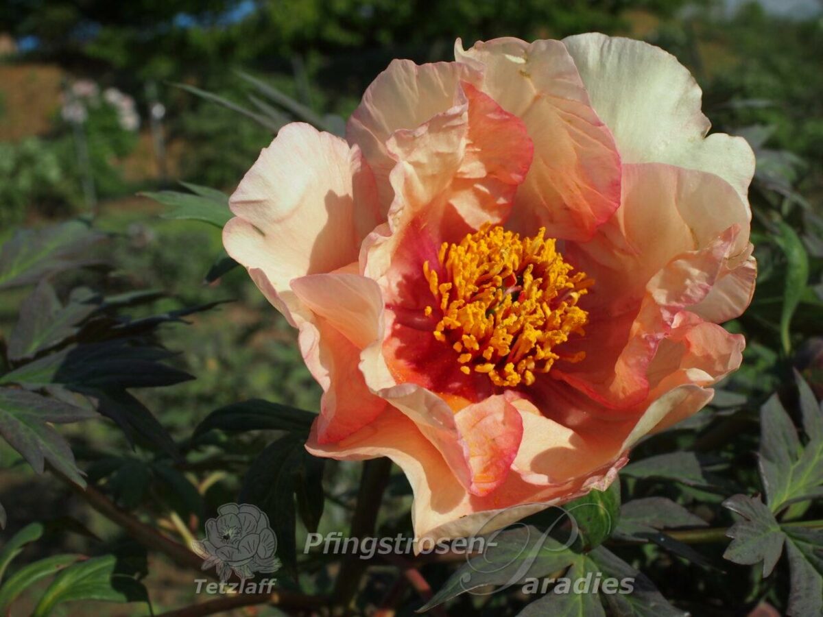 pfingstrose-paeonia-peony-Sabrina