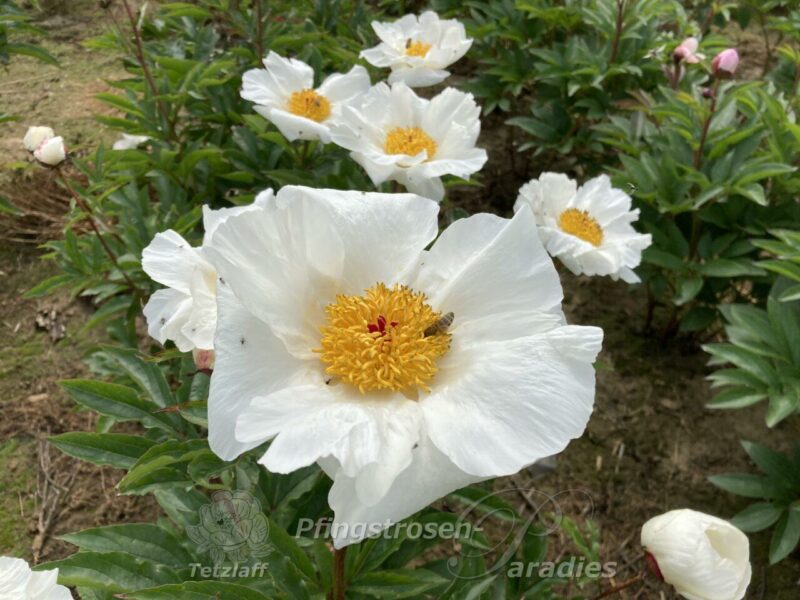 pfingstrose-paeonia-peony-spiegelei