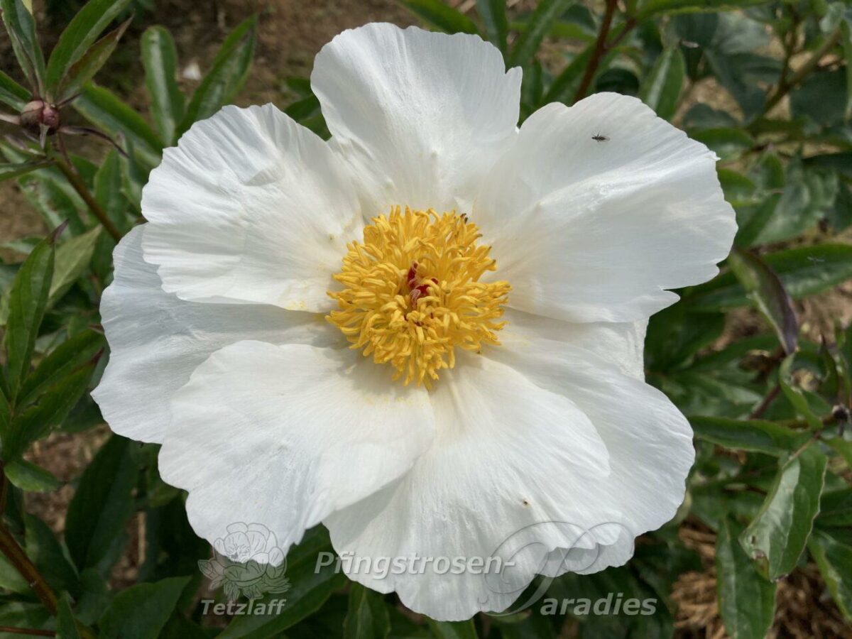 pfingstrose-paeonia-peony-spiegelei