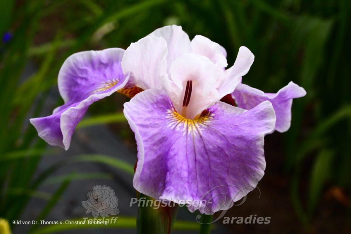 Iris x sibtosa Sahenhäubchen