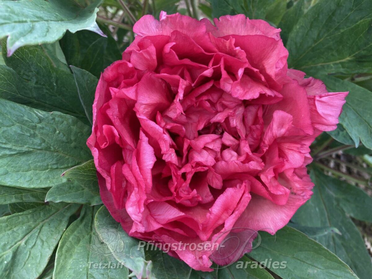 pfingstrose-paeonia-peony-Satin Rouge