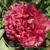 pfingstrose-paeonia-peony-Satin Rouge