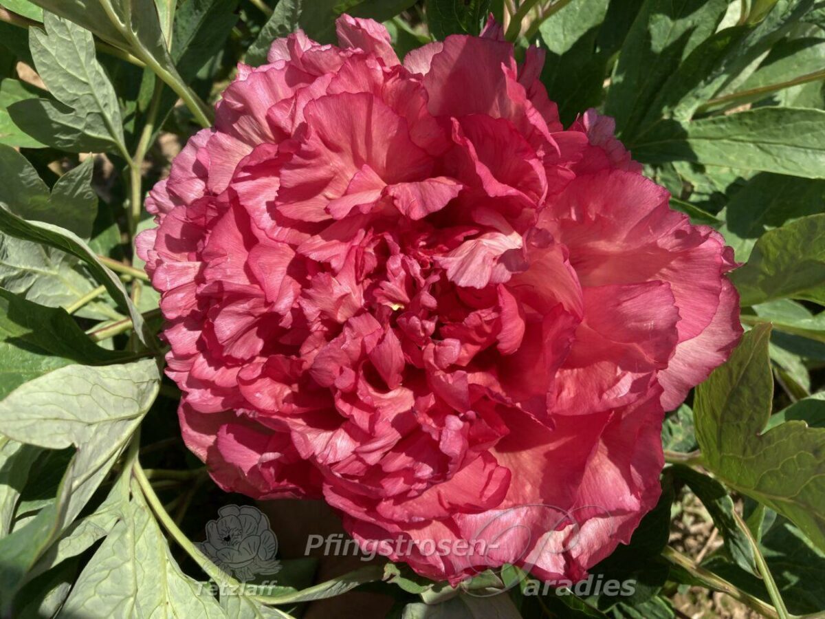 pfingstrose-paeonia-peony-Satin Rouge