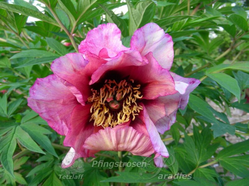 pfingstrose-paeonia-peony-Savage Splendor