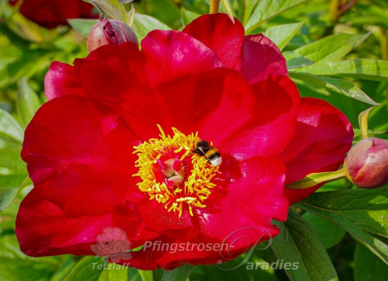 pfingstrose-paeonia-peony-Scarlet Heaven
