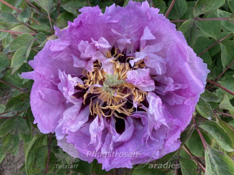 pfingstrose-paeonia-peony-Schiewe 02