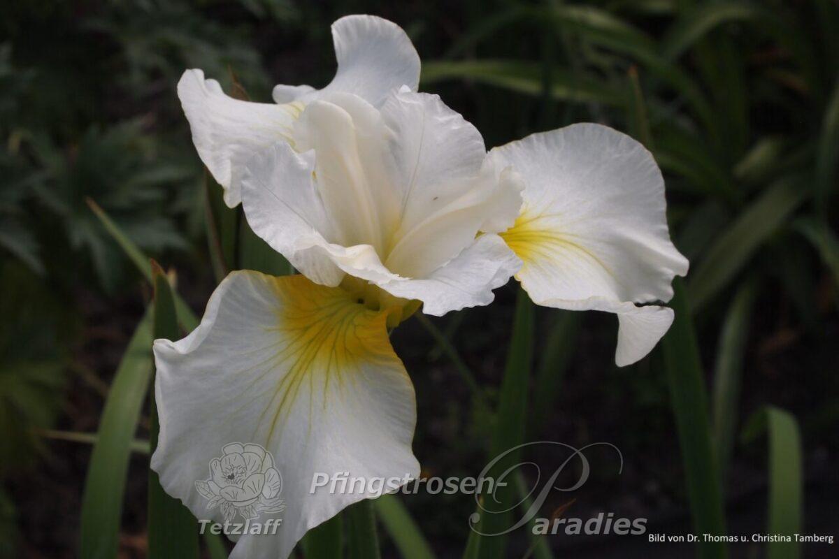 Iris x sibtosa Schneesturm
