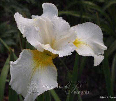 Iris x sibtosa Schneesturm