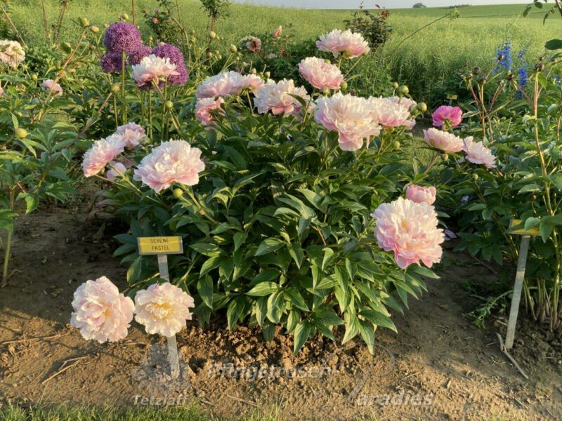 pfingstrose-paeonia-peony-Serene Pastel