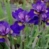 Iris x sibtosa Duke