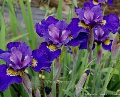Iris x sibtosa Duke