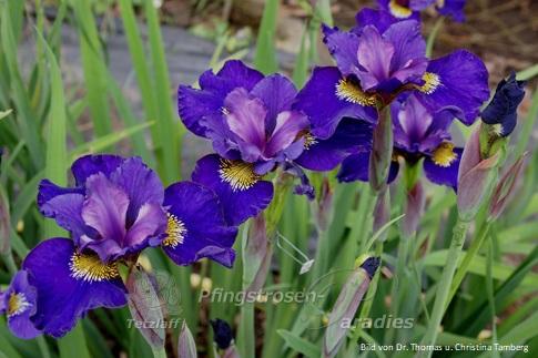 Iris x sibtosa Duke