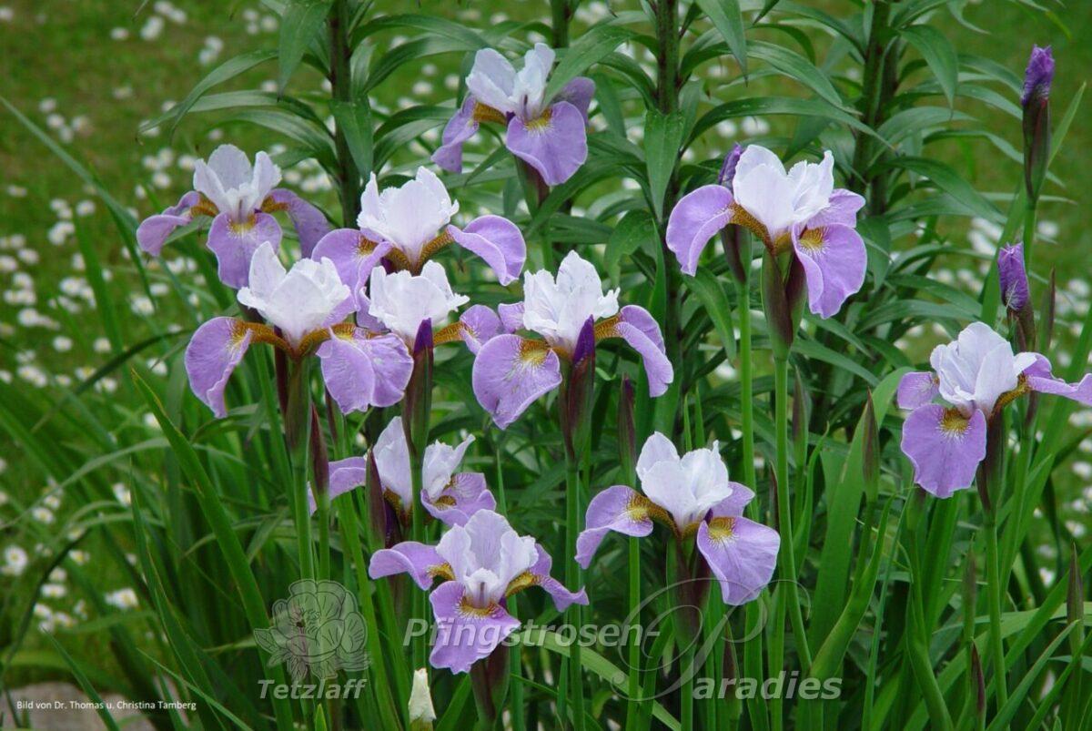 Iris x sibtosa 'Queen'