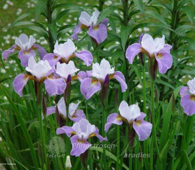 Iris x sibtosa 'Queen'