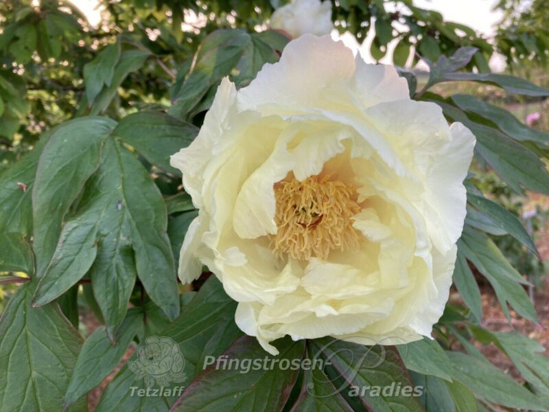 pfingstrose-paeonia-peony-Silver Sails