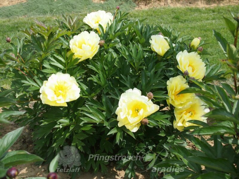 pfingstrose-paeonia-peony-Smith Family Yellow