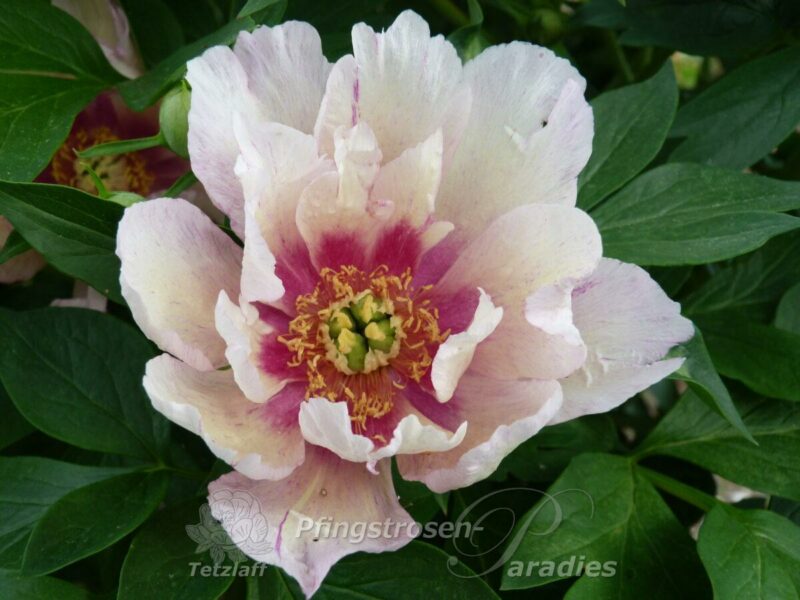 pfingstrose-paeonia-peony-Sonoma Blessing