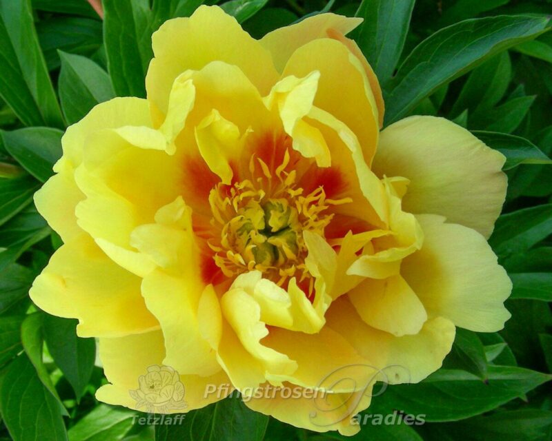pfingstrose-paeonia-peony-Sonoma Sun