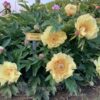 pfingstrose-paeonia-peony-Sonoma Welcome