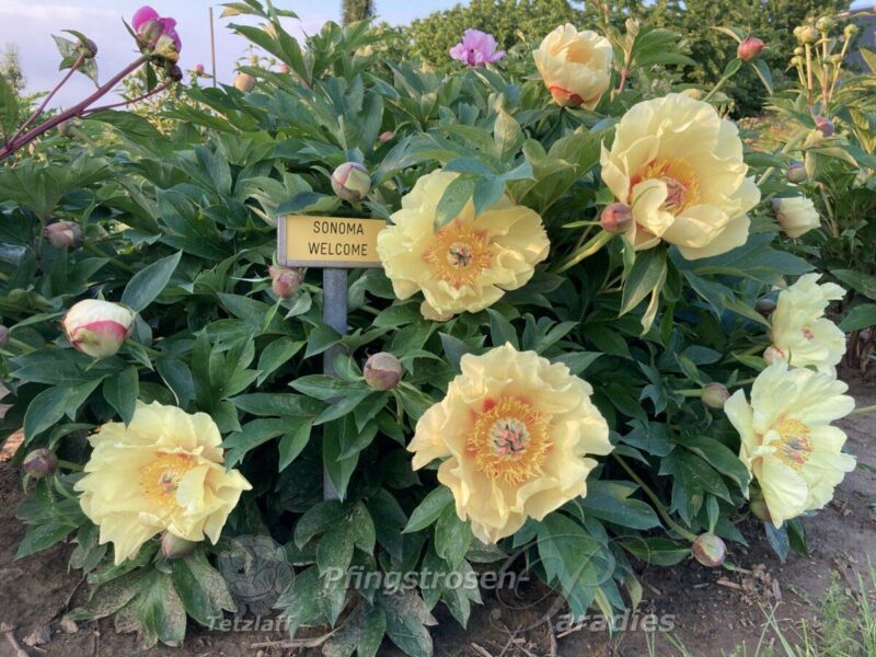 pfingstrose-paeonia-peony-Sonoma Welcome