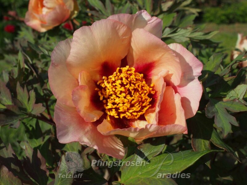 pfingstrose-paeonia-peony-South Dakota