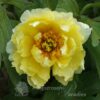 pfingstrose-paeonia-peony-Stardust