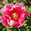 pfingstrose-paeonia-peony-Strawberry Creme Brulee