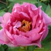 pfingstrose-paeonia-peony-Strawberry Delight