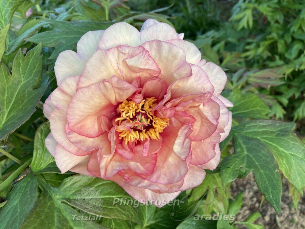 pfingstrose-paeonia-peony-Sunrise