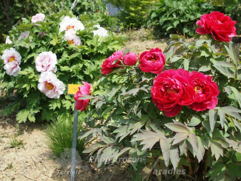 pfingstrose-paeonia-peony-Taiyo
