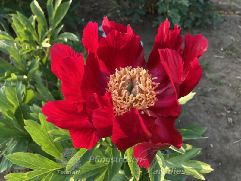 pfingstrose-paeonia-peony-Tango