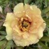 pfingstrose-paeonia-peony-Telford