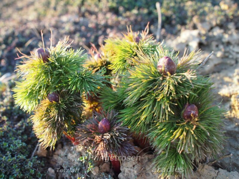 pfingstrose-paeonia-peony-P. tenuifolia Rubra Plena