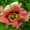 pfingstrose-paeonia-peony-Terpsichore