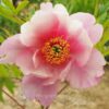 pfingstrose-paeonia-peony-Themis