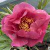 Themis Peony