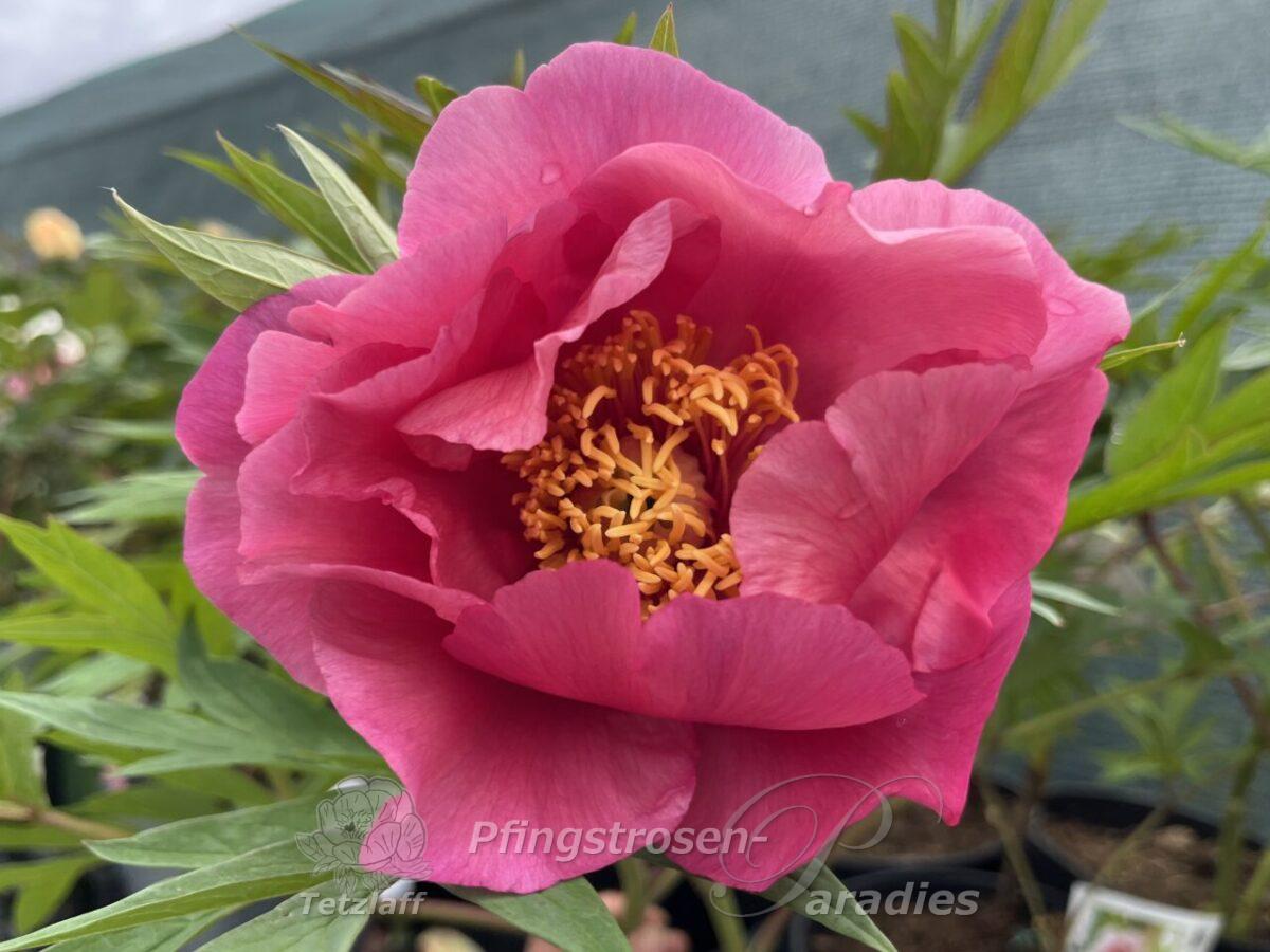Themis Peony