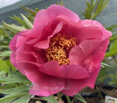 Themis Peony