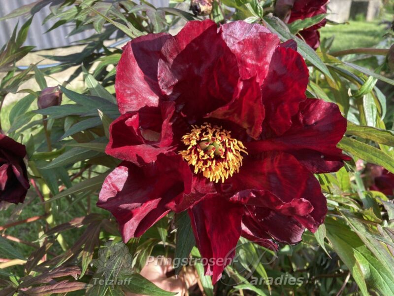 pfingstrose-paeonia-peony-Thunderbolt