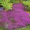 Thymus serphyllum Coccineus