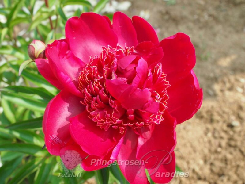 pfingstrose-paeonia-peony-Tish