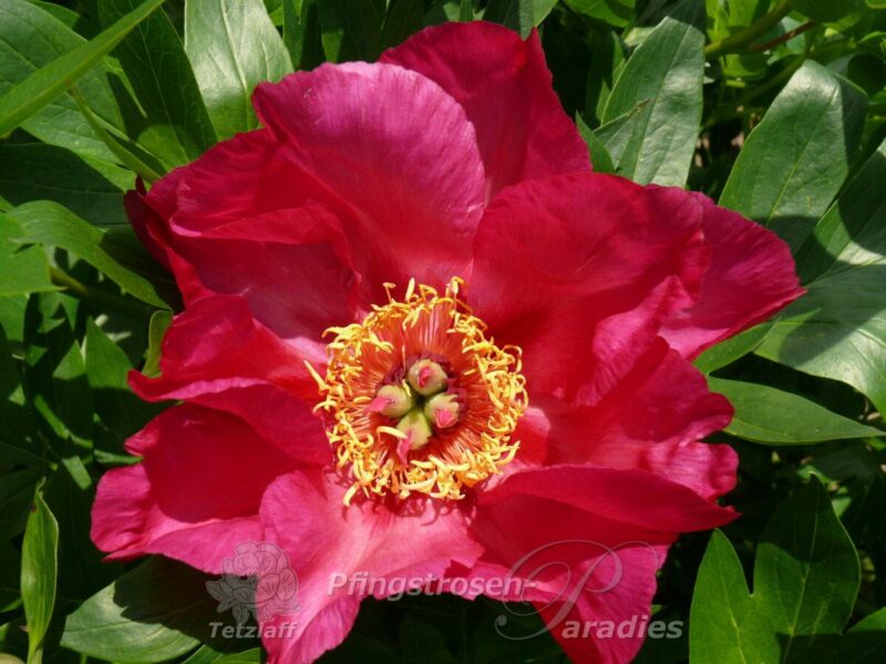 pfingstrose-paeonia-peony-Sonoma by the Bay